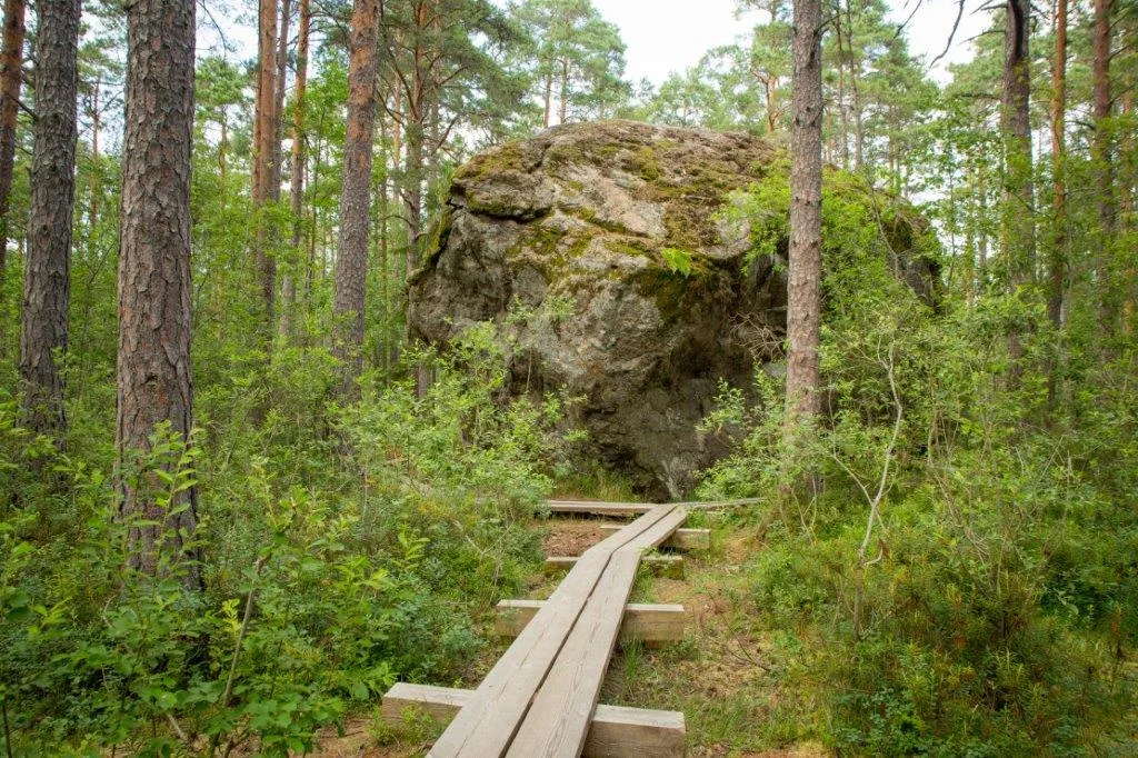 Majakivi, a giant boulder among forest on the Juminda peninsula